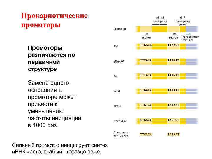 Прокариотические промоторы Промоторы различаются по первичной структуре Замена одного основания в промоторе может привести