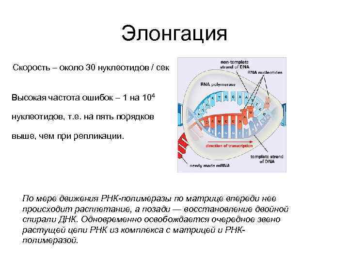 Элонгация Скорость – около 30 нуклеотидов / сек Высокая частота ошибок – 1 на