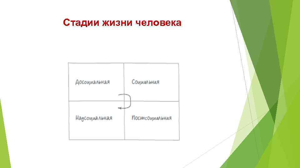 Жизненные стадии документа. Стадии жизни на английском языке.