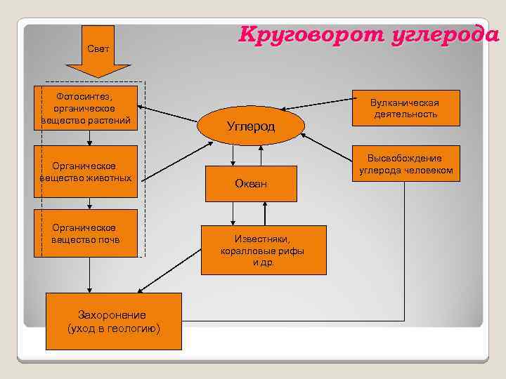 Свет Фотосинтез, органическое вещество растений Органическое вещество животных Органическое вещество почв Захоронение (уход в