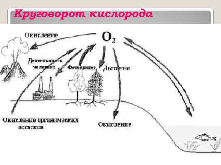 Круговорот кислорода 