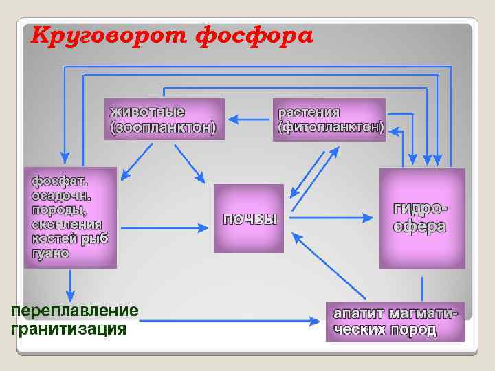 Круговорот фосфора 
