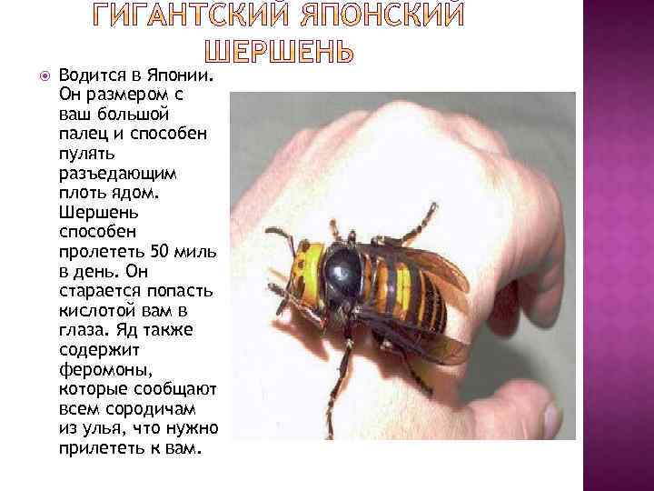  Водится в Японии. Он размером с ваш большой палец и способен пулять разъедающим