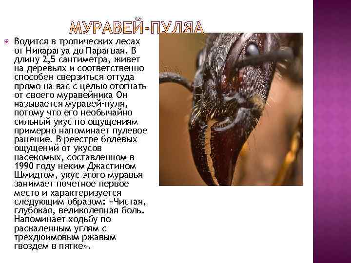  Водится в тропических лесах от Никарагуа до Парагвая. В длину 2, 5 сантиметра,
