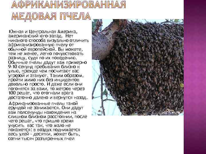 Южная и Центральная Америка, американский юго-запад. Нет никакого способа визуально отличить африканизированную пчелу от