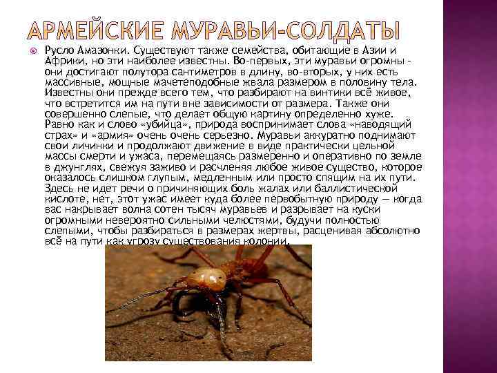  Русло Амазонки. Существуют также семейства, обитающие в Азии и Африки, но эти наиболее