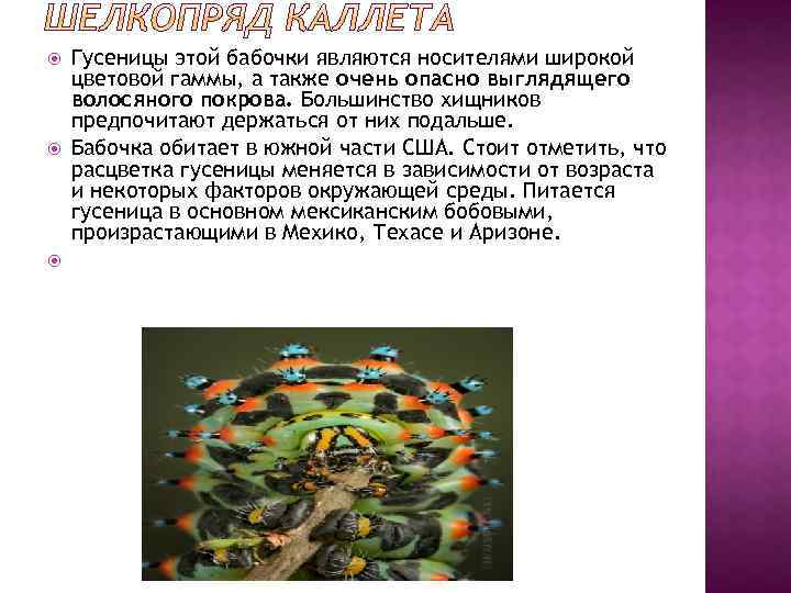  Гусеницы этой бабочки являются носителями широкой цветовой гаммы, а также очень опасно выглядящего