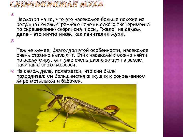  Несмотря на то, что это насекомое больше похоже на результат очень странного генетического