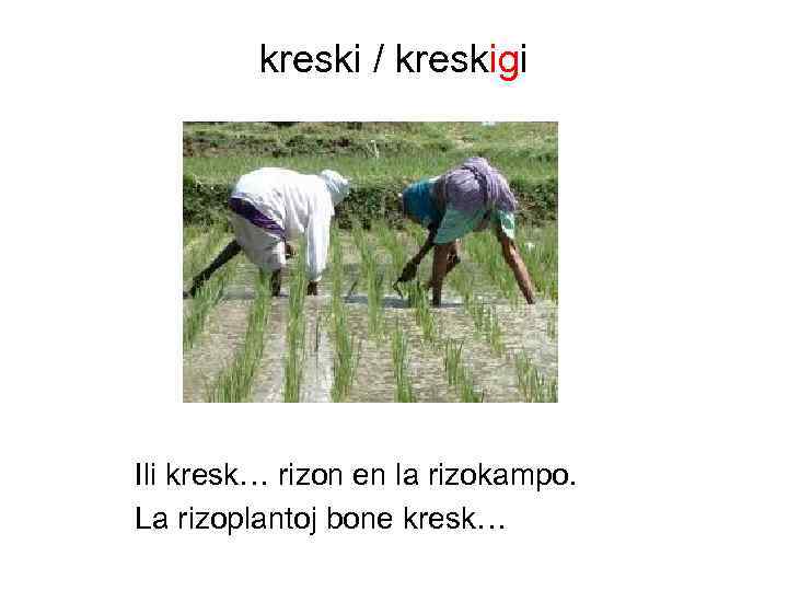 kreski / kreskigi Ili kresk… rizon en la rizokampo. La rizoplantoj bone kresk… 