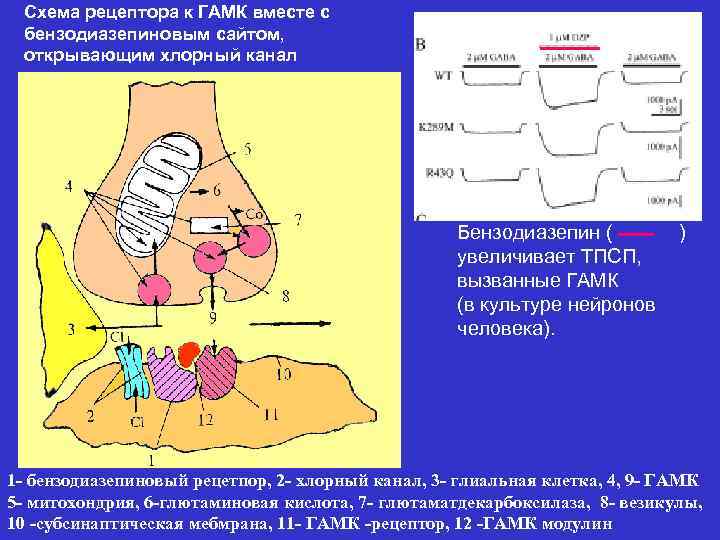 Схема рецептора к ГАМК вместе с бензодиазепиновым сайтом, открывающим хлорный канал Бензодиазепин ( увеличивает