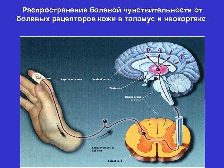 Распространение болевой чувствительности от болевых рецепторов кожи в таламус и неокортекс. 