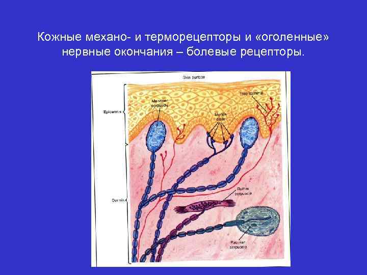 Кожные механо- и терморецепторы и «оголенные» нервные окончания – болевые рецепторы. 