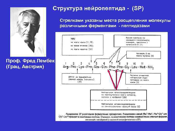 Расщепление молекул это. Антитела с ферментативной активностью пептидаз. Эффект расщепления молекул лица.