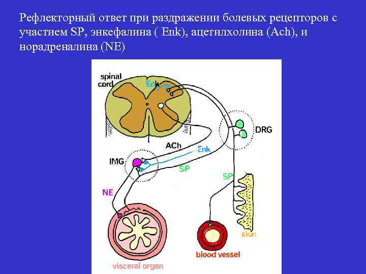 Рефлекторный ответ при раздражении болевых рецепторов с участием SP, энкефалина ( Enk), ацетилхолина (Ach),