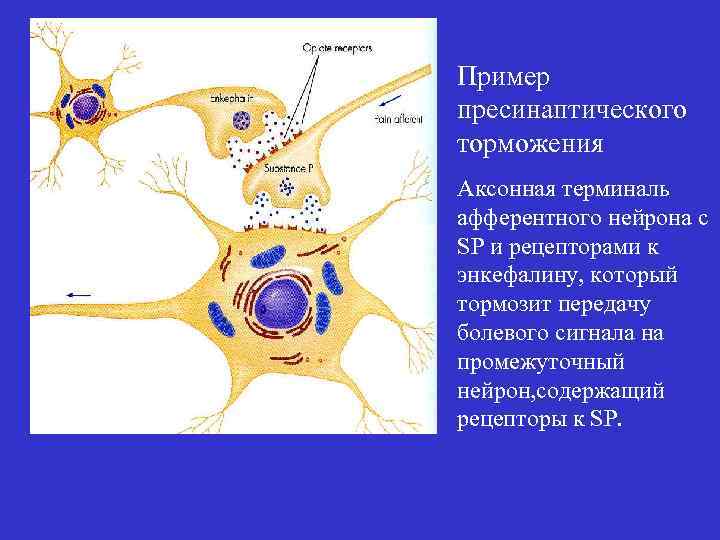 Пример пресинаптического торможения Аксонная терминаль афферентного нейрона с SP и рецепторами к энкефалину, который