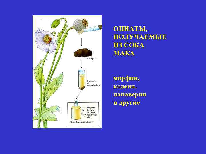 ОПИАТЫ, ПОЛУЧАЕМЫЕ ИЗ СОКА МАКА морфин, кодеин, папаверин и другие 