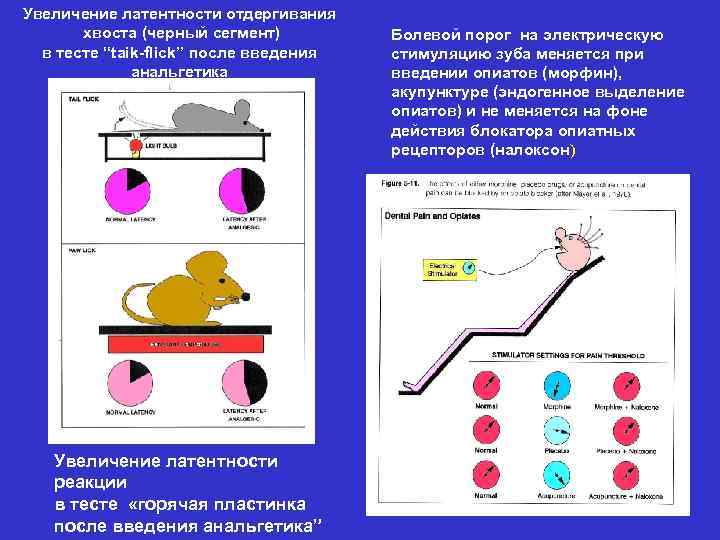 Увеличение латентности отдергивания хвоста (черный сегмент) в тесте “taik-flick” после введения анальгетика Увеличение латентности