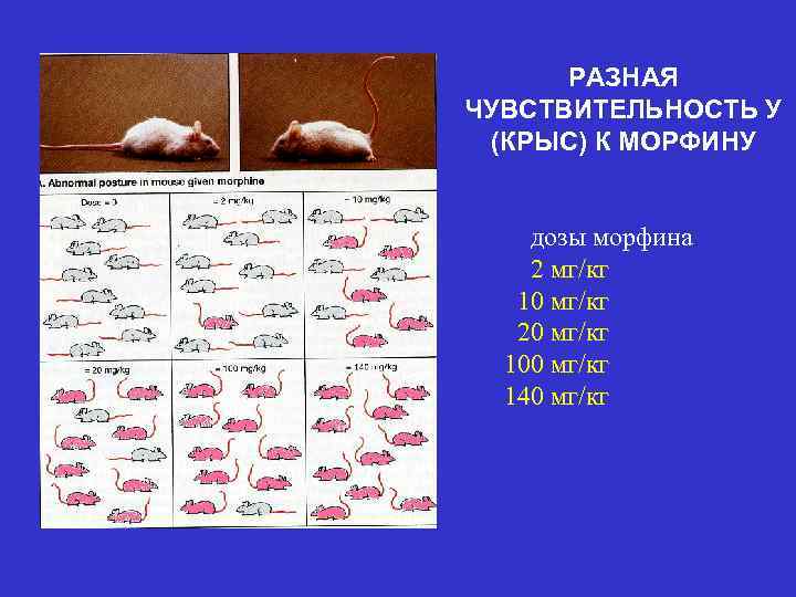 РАЗНАЯ ЧУВСТВИТЕЛЬНОСТЬ У (КРЫС) К МОРФИНУ дозы морфина 2 мг/кг 10 мг/кг 20 мг/кг