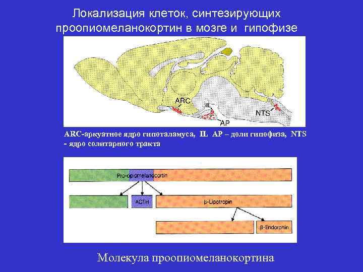 Локализация клеток, синтезирующих проопиомеланокортин в мозге и гипофизе ARC-аркуатное ядро гипоталамуса, IL AP –