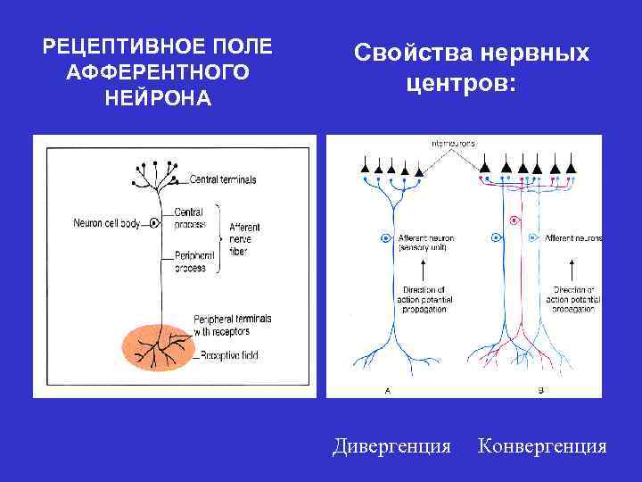 Рецептивное поле рефлекса