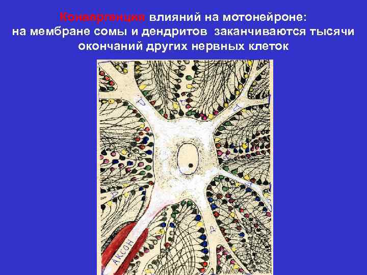 Конвергенция влияний на мотонейроне: на мембране сомы и дендритов заканчиваются тысячи окончаний других нервных