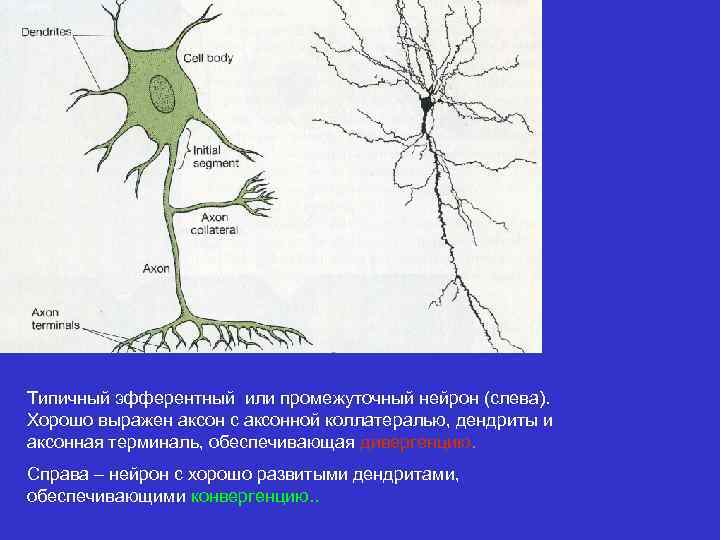 Типичный эфферентный или промежуточный нейрон (слева). Хорошо выражен аксон с аксонной коллатералью, дендриты и