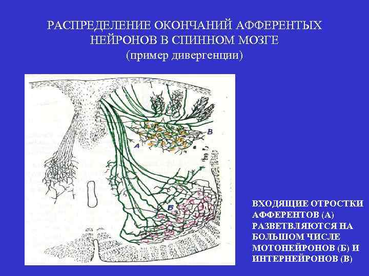 РАСПРЕДЕЛЕНИЕ ОКОНЧАНИЙ АФФЕРЕНТЫХ НЕЙРОНОВ В СПИННОМ МОЗГЕ (пример дивергенции) ВХОДЯЩИЕ ОТРОСТКИ АФФЕРЕНТОВ (А) РАЗВЕТВЛЯЮТСЯ