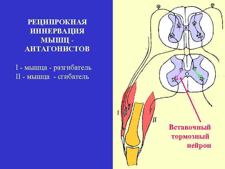 РЕЦИПРОКНАЯ ИННЕРВАЦИЯ МЫШЦ АНТАГОНИСТОВ I - мышца - разгибатель II - мышца - сгибатель