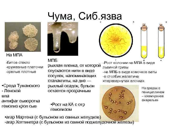 Чума, Сиб. язва На МПА -битое стекло -кружевные платочки -зрелые плотные • Среда Туманского