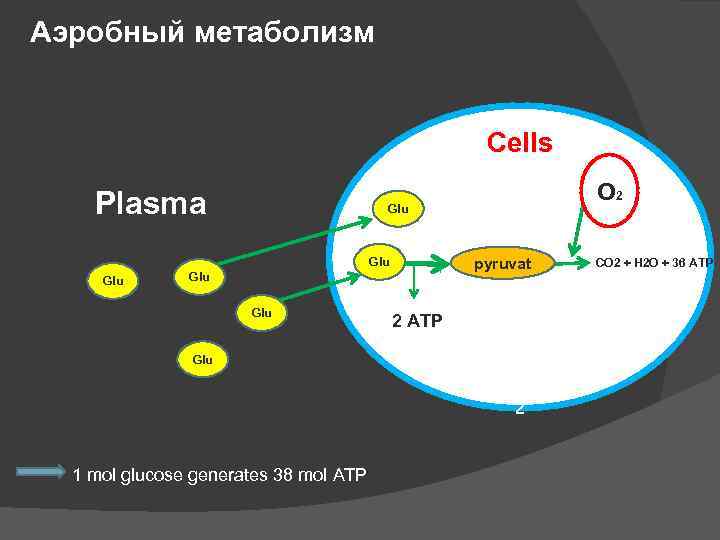 Аэробный метаболизм Cells Plasma Glu pyruvat Glu O 2 Glu 2 ATP Glu 2