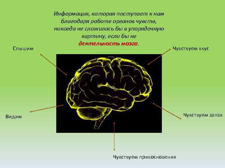 Слышим Информация, которая поступает к нам благодаря работе органов чувств, никогда не сложилась бы