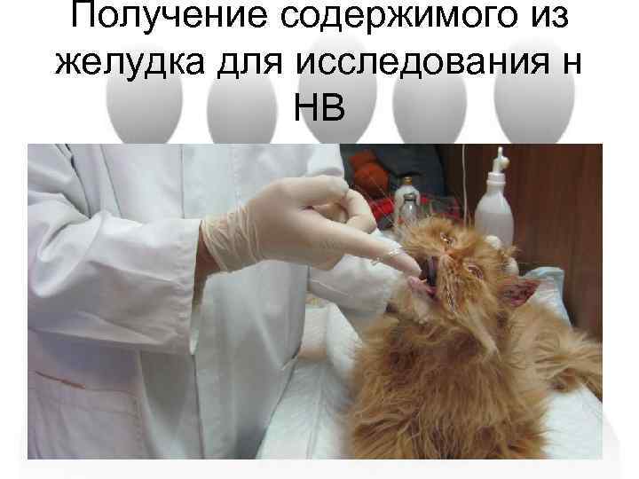 Получение содержимого из желудка для исследования н HB 