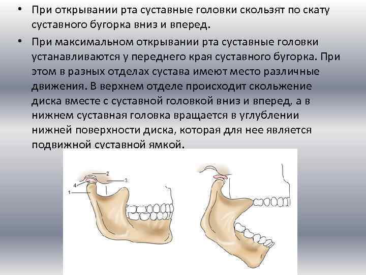 Презентация биомеханика нижней челюсти