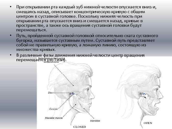 Биомеханика нижней челюсти презентация