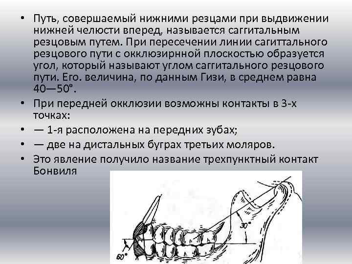 Биомеханика нижней челюсти