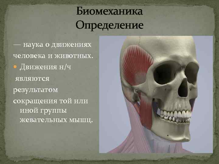 Биомеханика Определение — наука о движениях человека и животных. Движения н/ч являются результатом сокращения