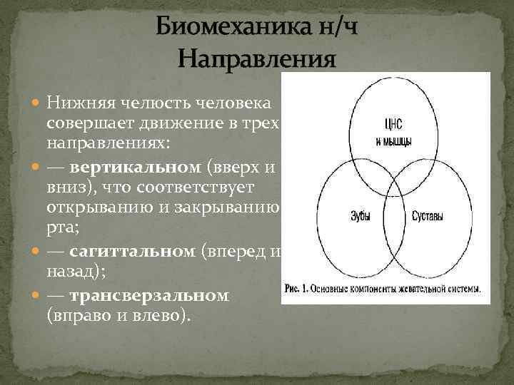 Биомеханика н/ч Направления Нижняя челюсть человека совершает движение в трех направлениях: — вертикальном (вверх
