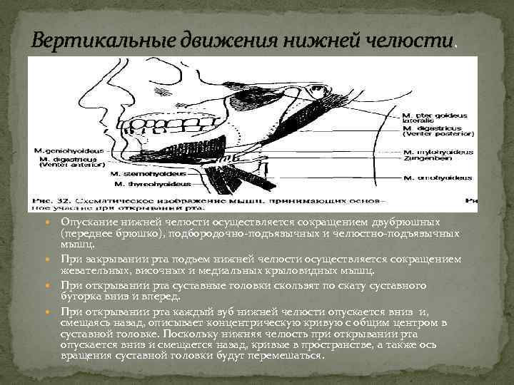 Биомеханика нижней челюсти презентация