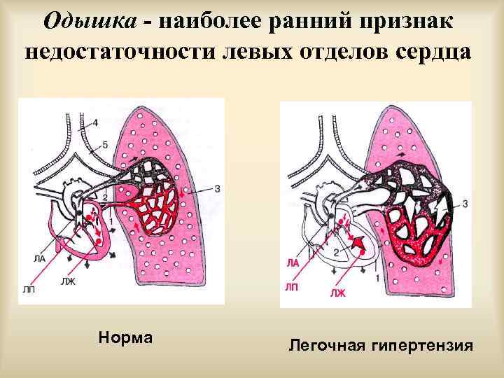 Левых отделов