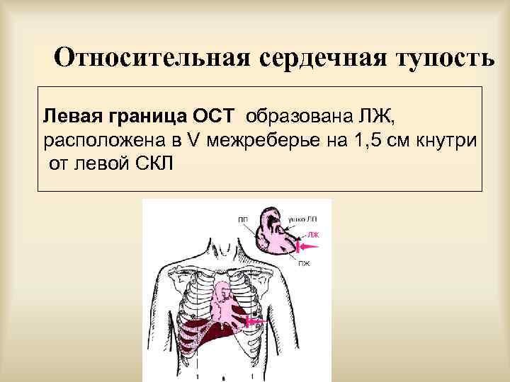 Сердечная тупость. Левая граница относительной тупости сердца образована. Относительная сердечная тупость. Границы относительной сердечной тупости в норме у взрослых. Относительная сердечно ая тупость.