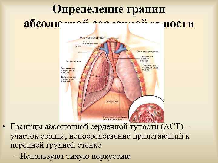 Определение границ абсолютной сердечной тупости • Границы абсолютной сердечной тупости (АСТ) – участок сердца,