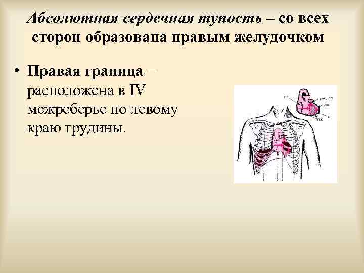 Определение границ сердечной тупости. Абсолютная сердечная тупость пальпация. Абсолютная сердечная тупость образована. Относительная и абсолютная сердечная тупость. Нормы абсолютной сердечной тупости.