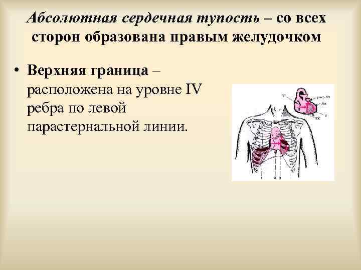 Границы сердечной тупости