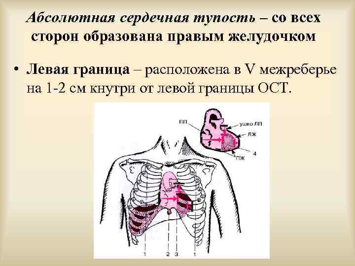 Верхняя граница относительной сердечной