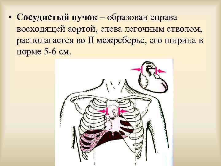  • Сосудистый пучок – образован справа восходящей аортой, слева легочным стволом, располагается во