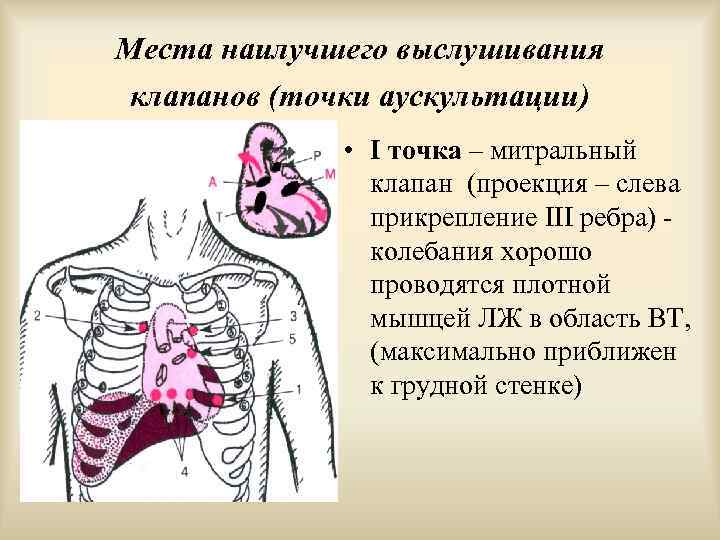 Аорта выслушивается. Аускультация сердца точки выслушивания пропедевтика. Точка выслушивания митрального клапана. Точки наилучшего выслушивания митрального клапана. Митральный клапан выслушивают.