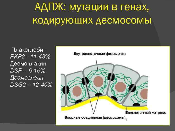 АДПЖ: мутации в генах, кодирующих десмосомы Плакоглобин PKP 2 - 11 -43% Десмоплакин DSP