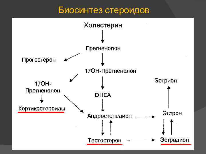 Биосинтез стероидов Холестерин Прегненолон Прогестерон 17 ОН-Прегненолон 17 ОНПрегненолон Эстриол DHEA Кортикостероиды Андростенедион Тестостерон