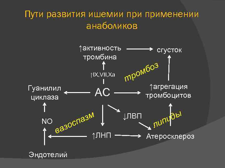 Пути развития ишемии применении анаболиков ↑активность тромбина ↑IX, VII, Xa Гуанилил циклаза боз ром
