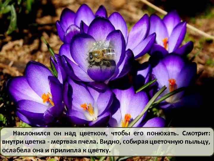 Наклонился он над цветком, чтобы его понюхать. Смотрит: внутри цветка - мертвая пчела. Видно,